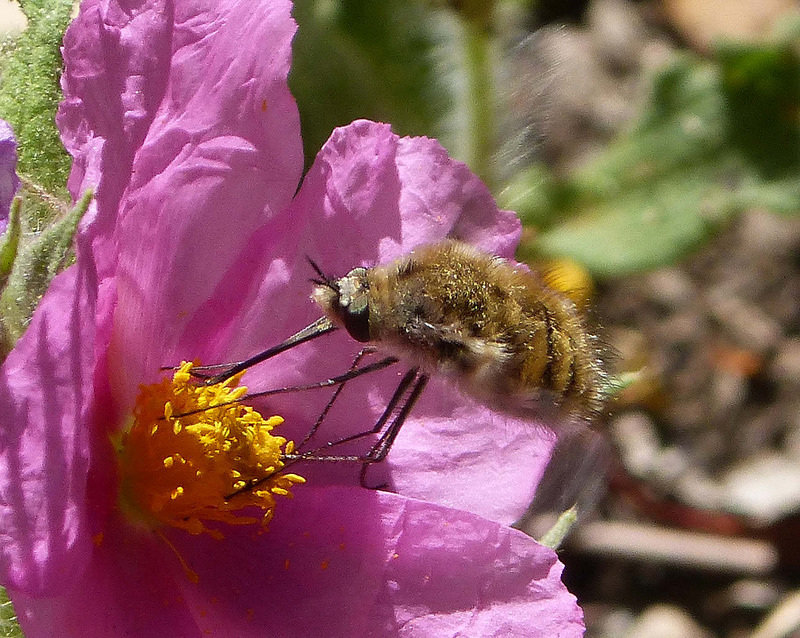 Killer Bee, Camelback Mountain Wildlife, Arizona